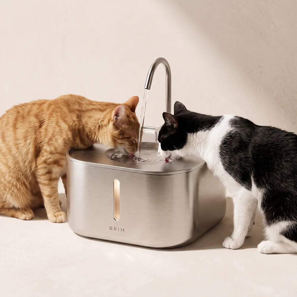 A ginger cat and a black-and-white cat drinking side by side from one station