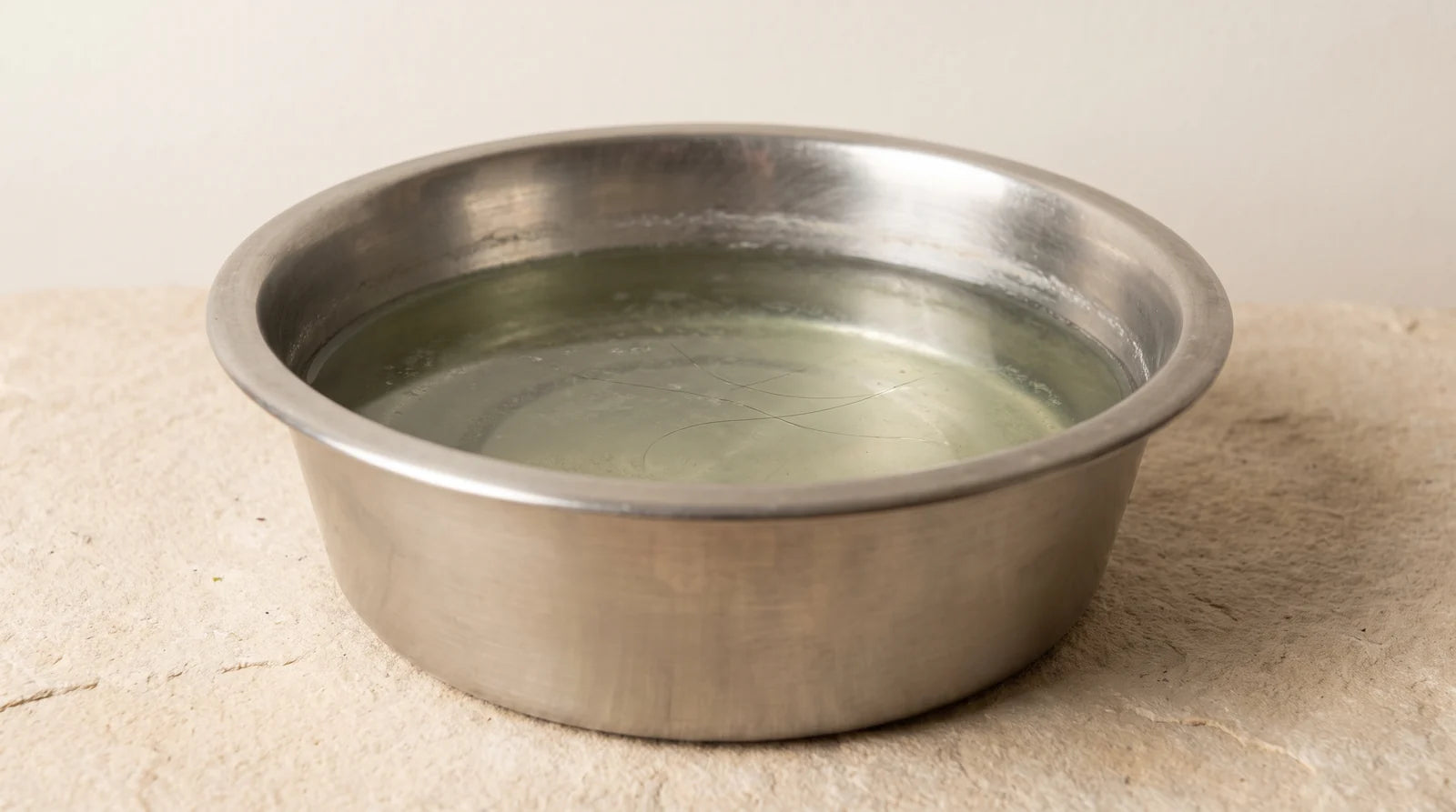 A standing water bowl after seven days without cleaning